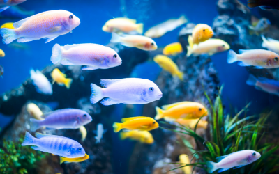 Phishing, Fish Tanks, and Air Conditioners: Hackers Can Get to You Through Your Business Associates. Are You Protected?